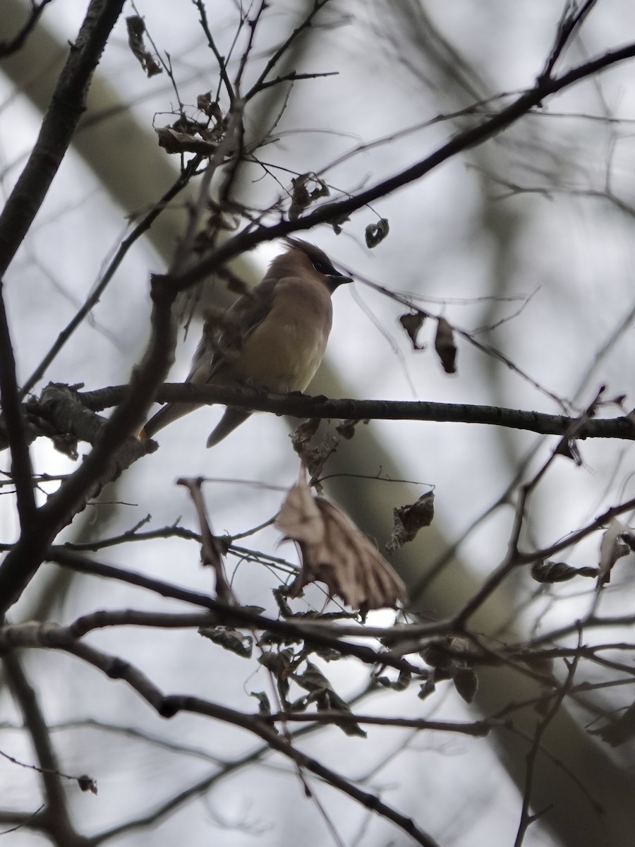 Cedar Waxwing - ML628067239