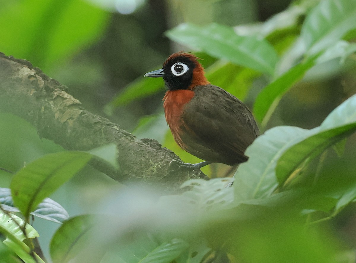 Chestnut-crested Antbird - ML628067242