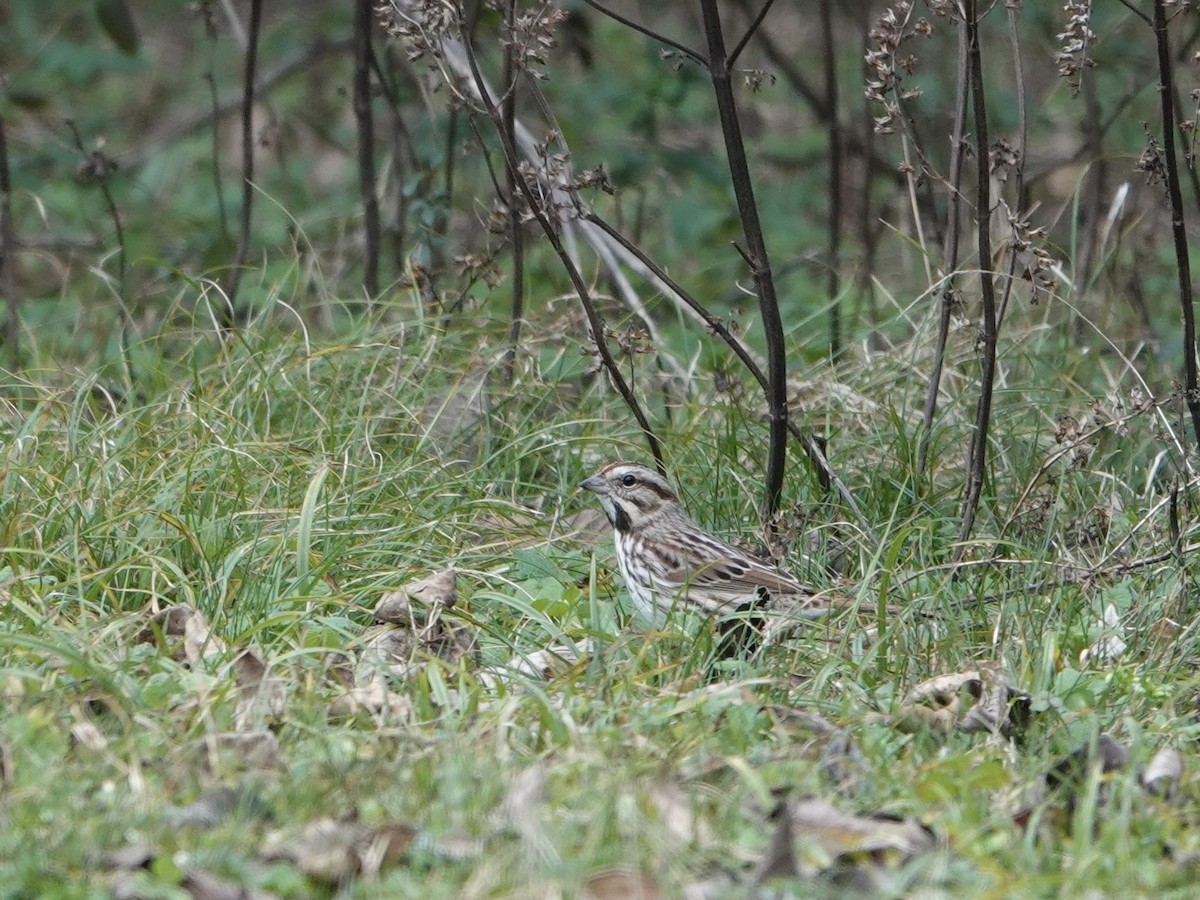 Song Sparrow - ML628067247