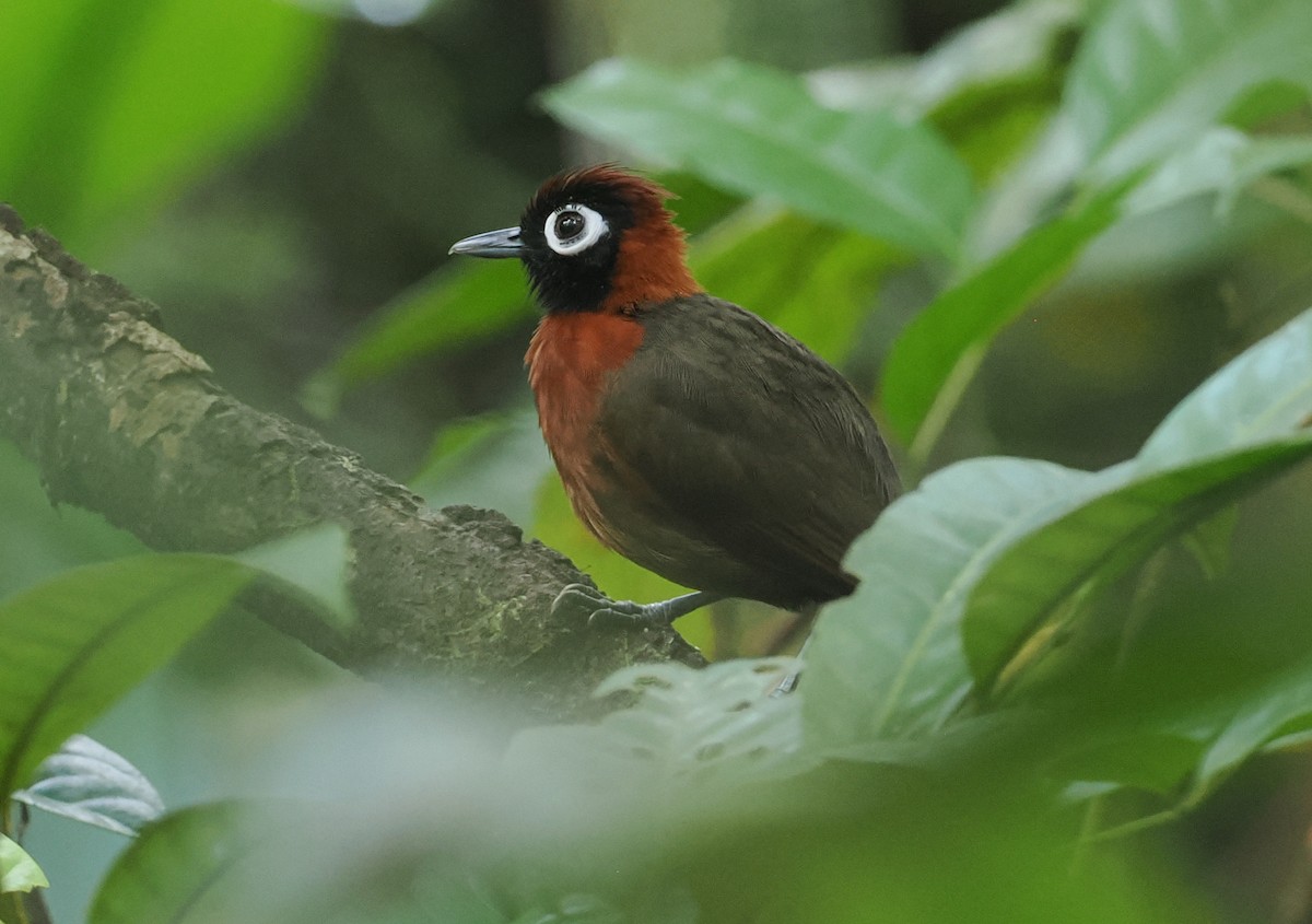 Chestnut-crested Antbird - ML628067253