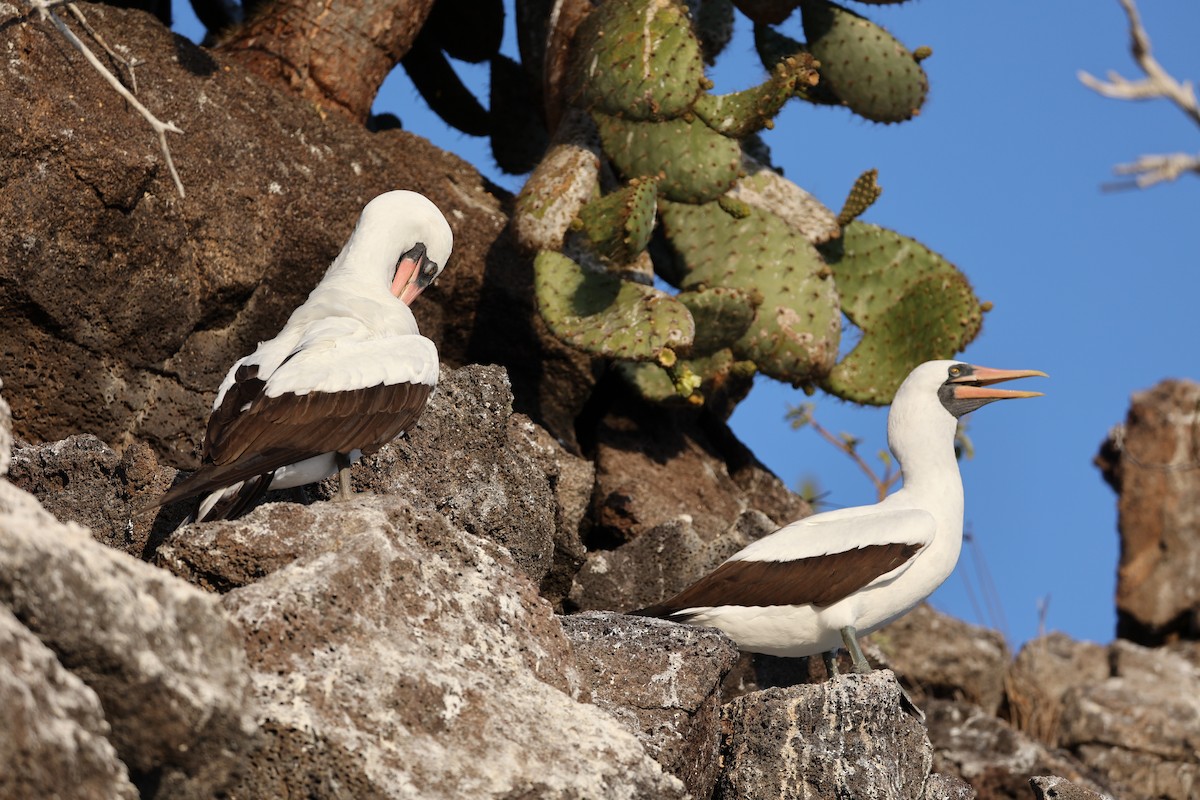 Nazca Booby - ML628067256