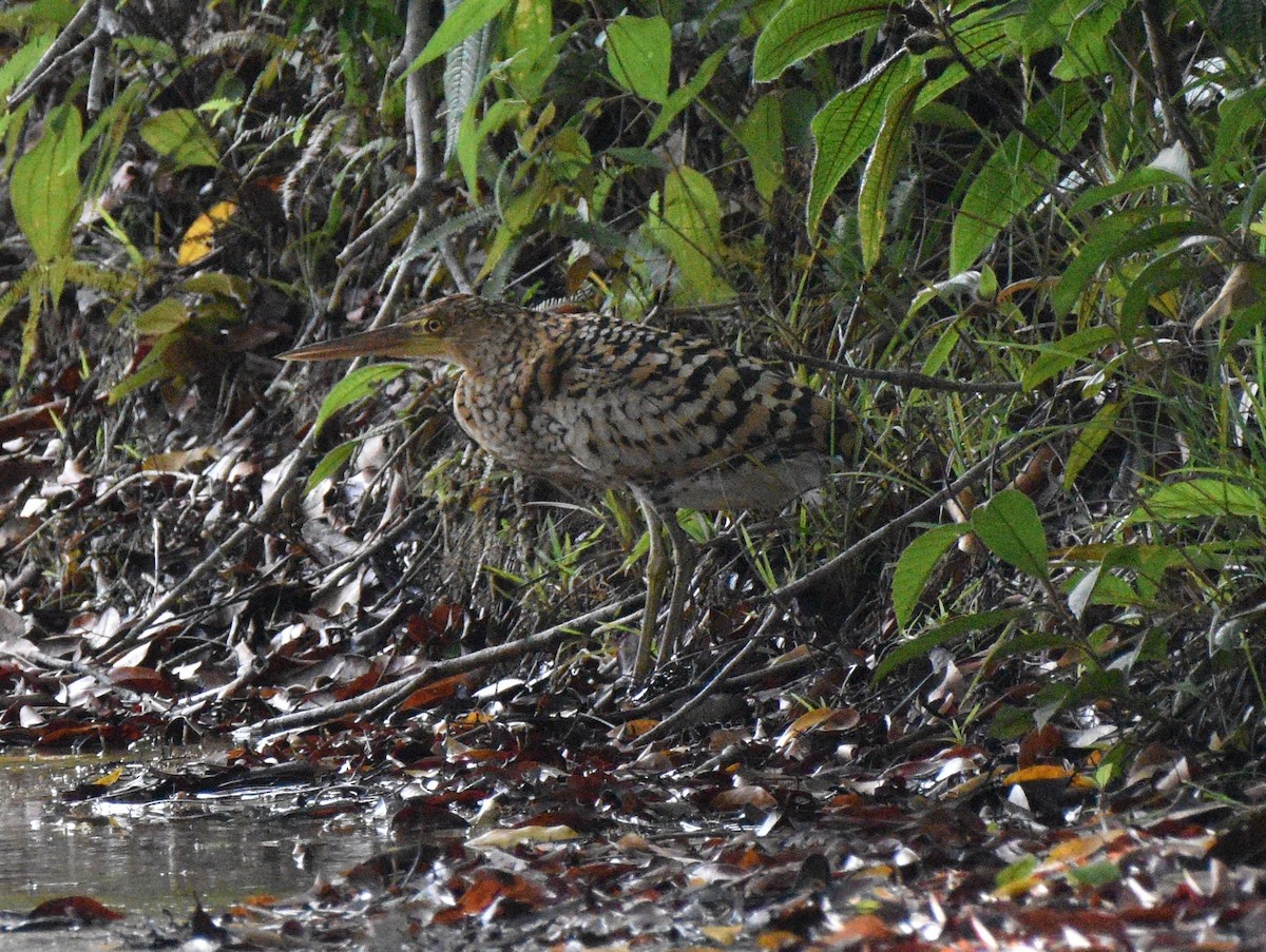 Rufescent Tiger-Heron - ML628067267