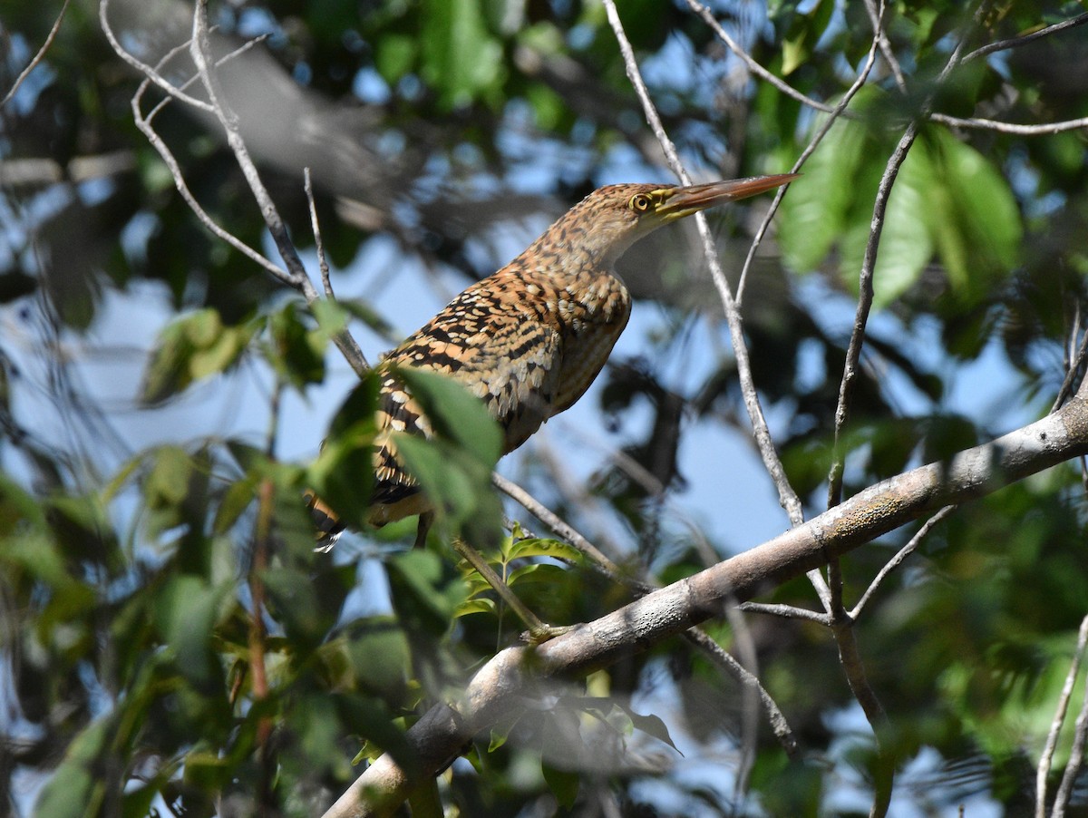 Rufescent Tiger-Heron - ML628067268