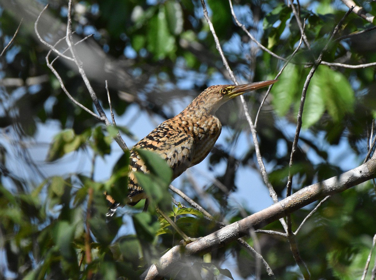 Rufescent Tiger-Heron - ML628067269