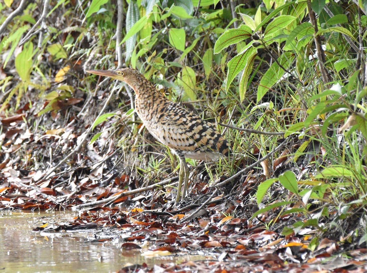 Rufescent Tiger-Heron - ML628067270