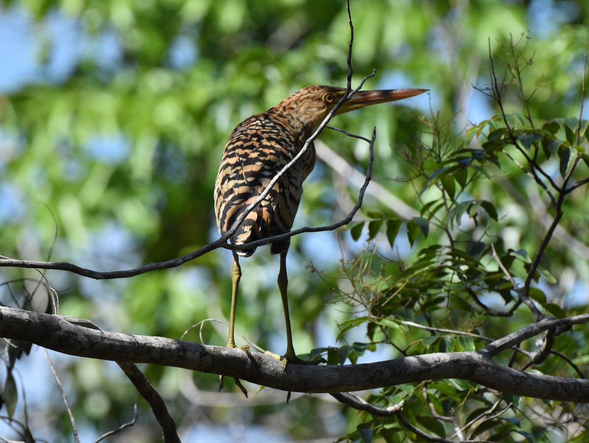 Rufescent Tiger-Heron - ML628067271