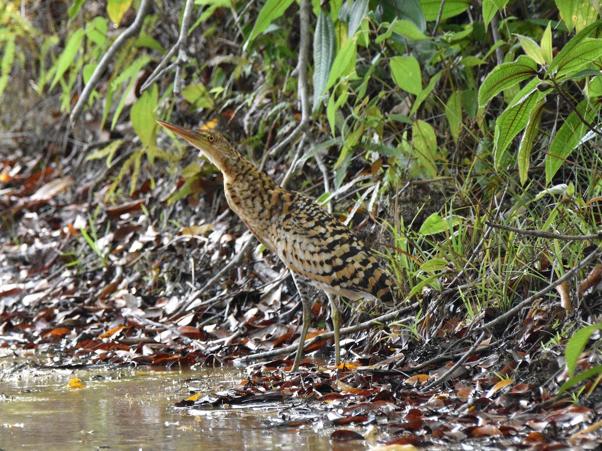 Rufescent Tiger-Heron - ML628067272