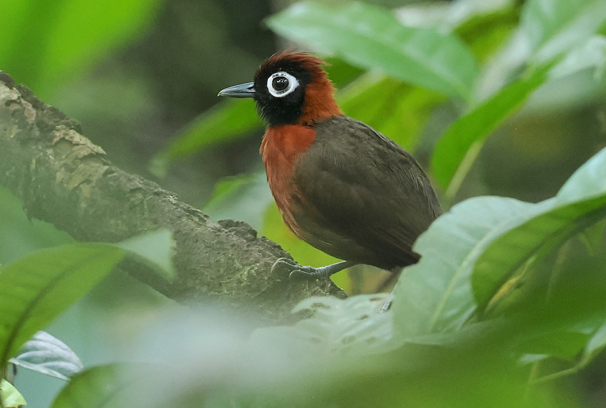Chestnut-crested Antbird - ML628067285