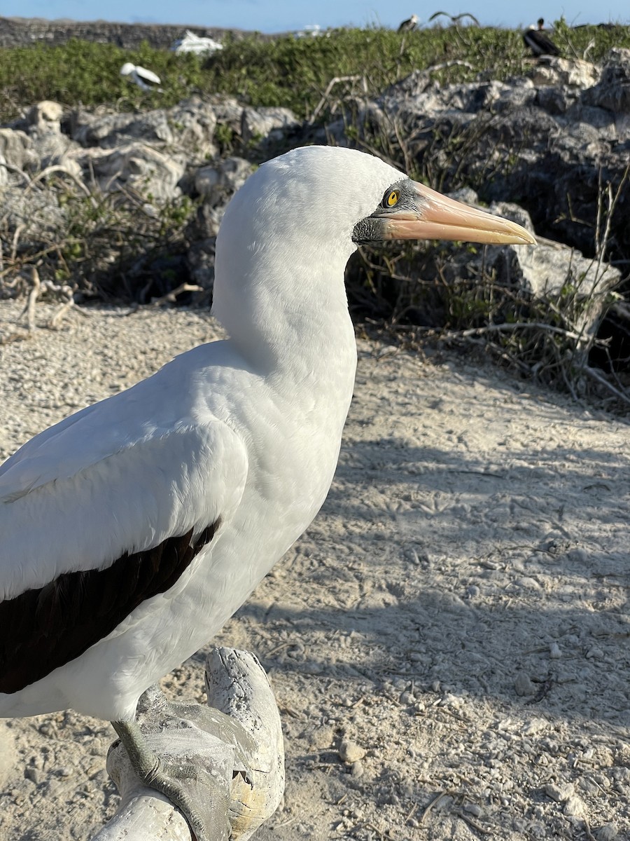Nazca Booby - ML628067286
