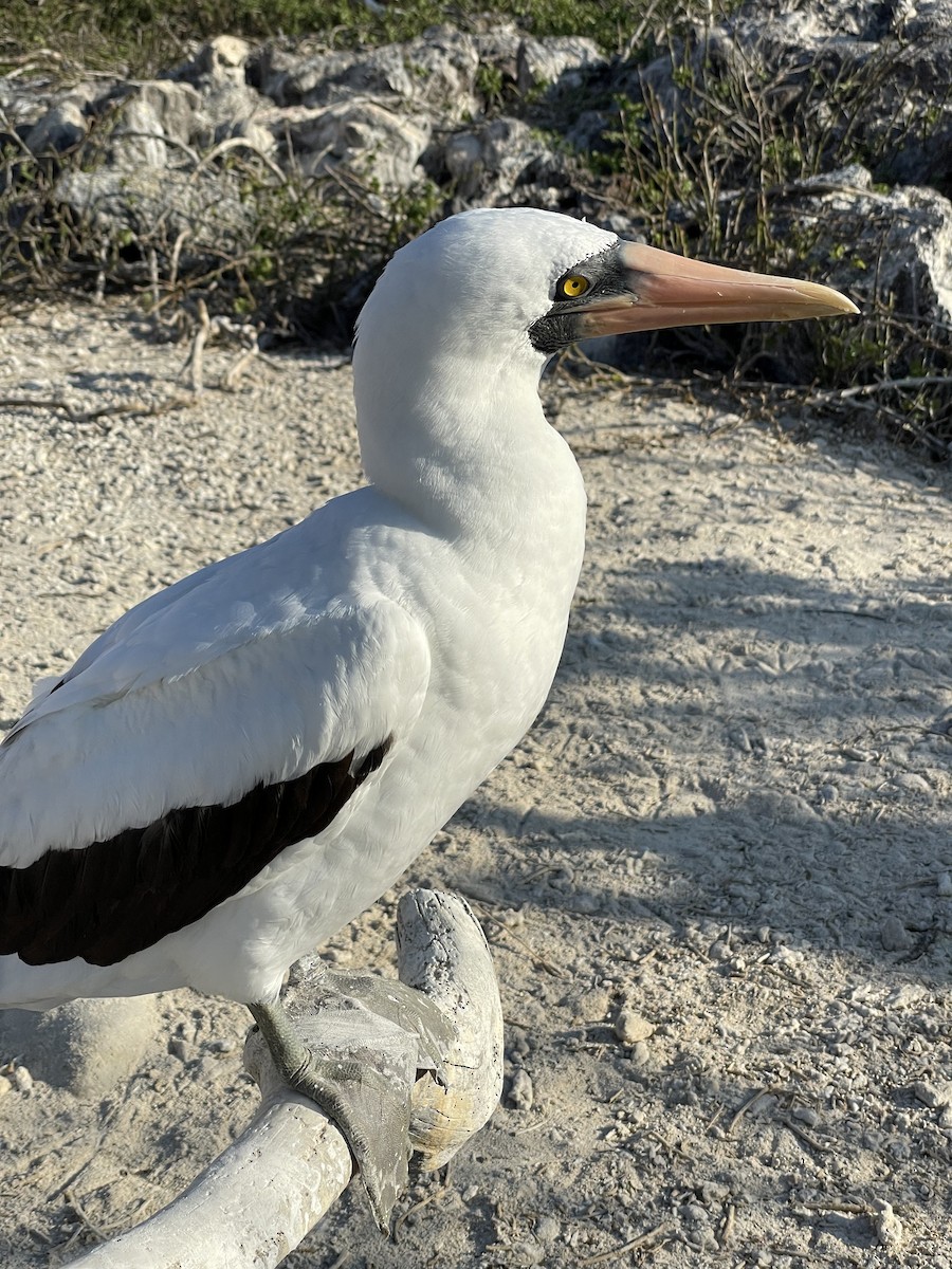 Nazca Booby - ML628067287