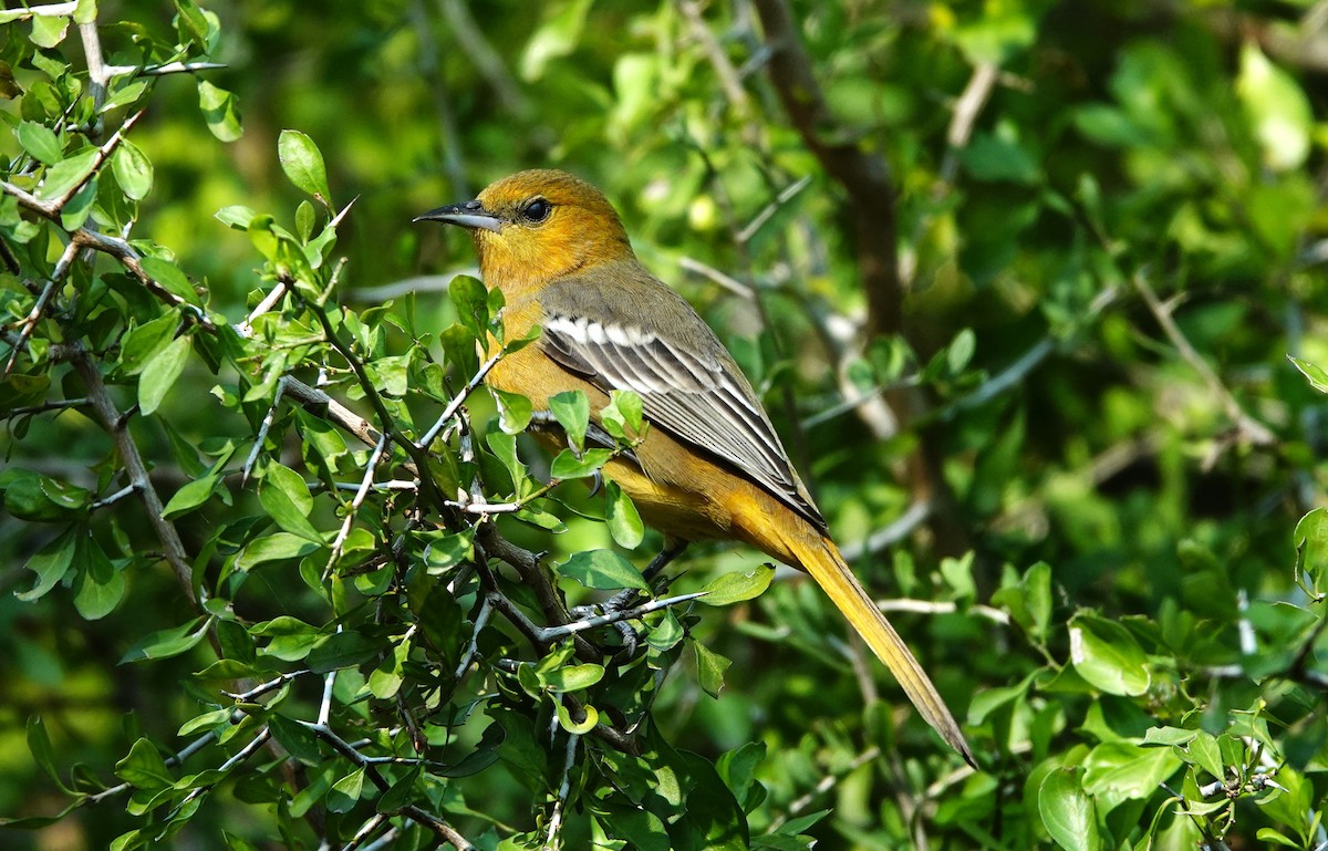 Hooded Oriole - ML628067289