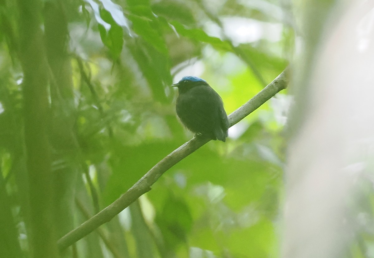 Blue-capped Manakin - ML628067327