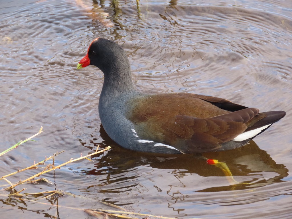 Common Gallinule - ML628067329