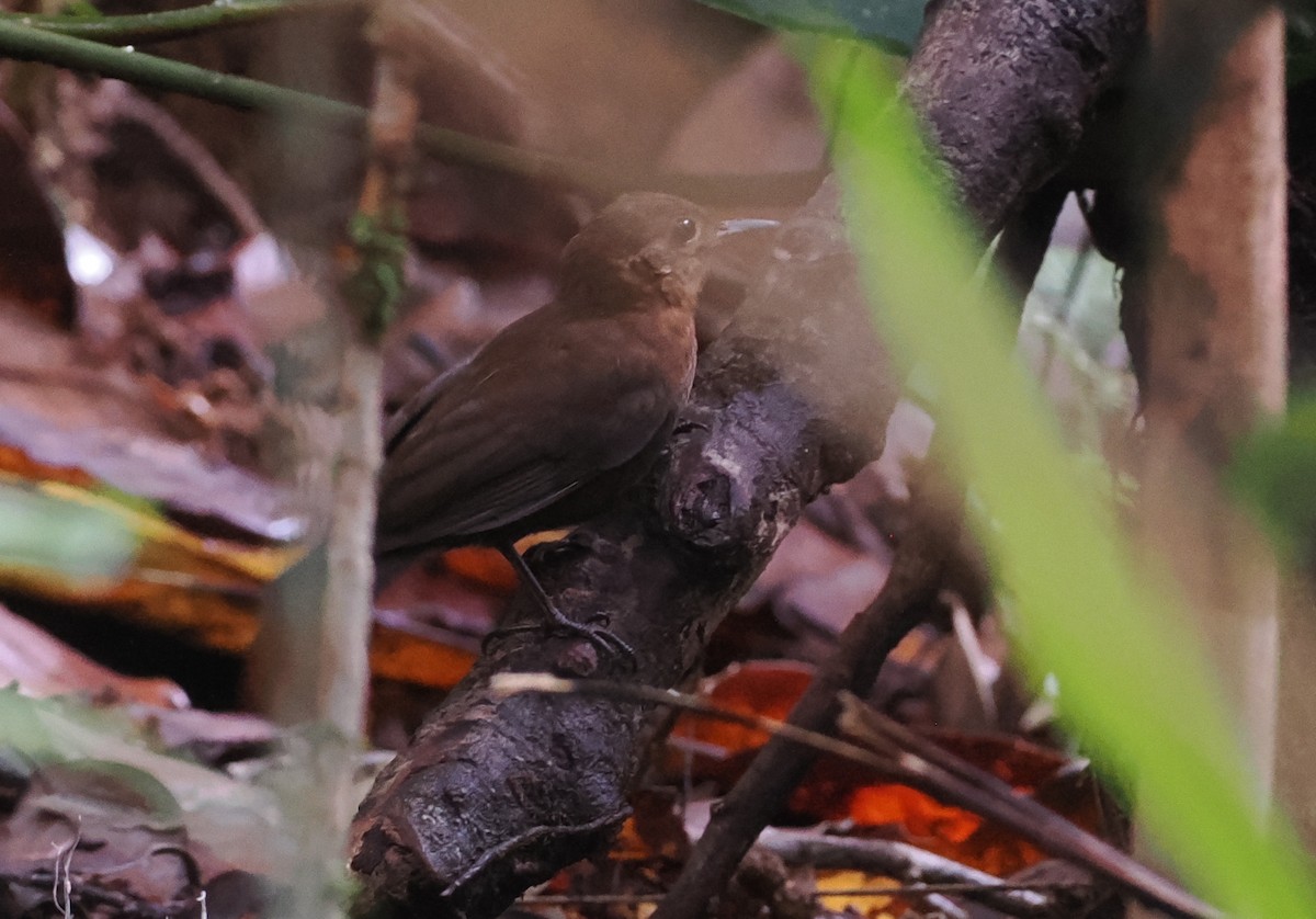 Short-billed Leaftosser - ML628067352