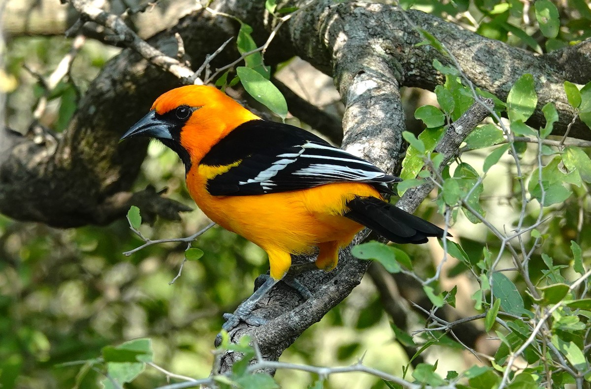 Altamira Oriole - ML628067354