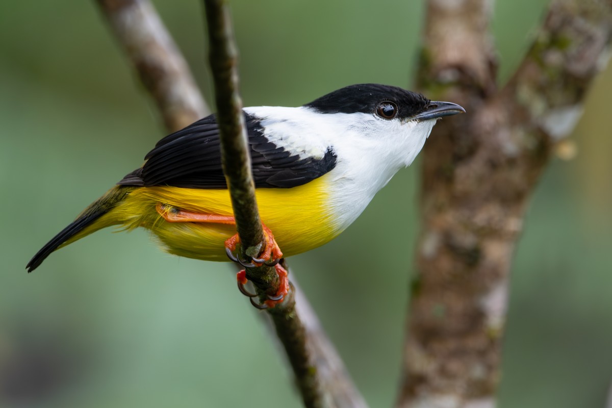 White-collared Manakin - ML628067356