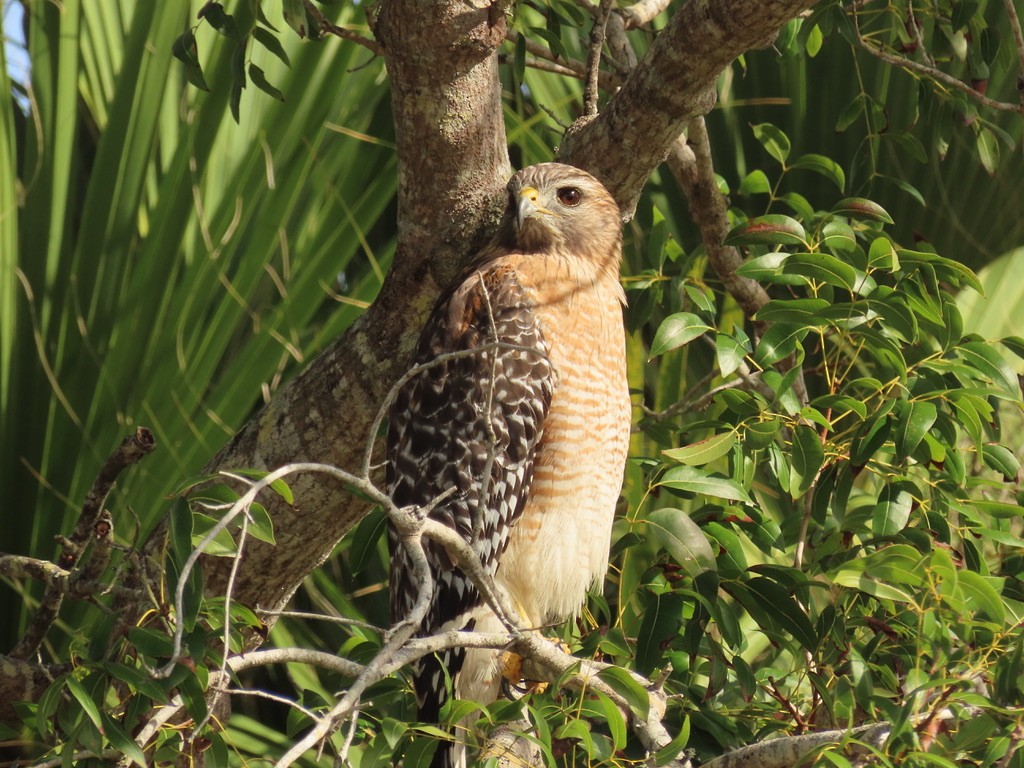 Red-shouldered Hawk - ML628067368