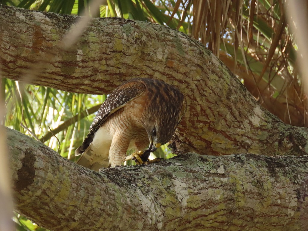 Red-shouldered Hawk - ML628067376