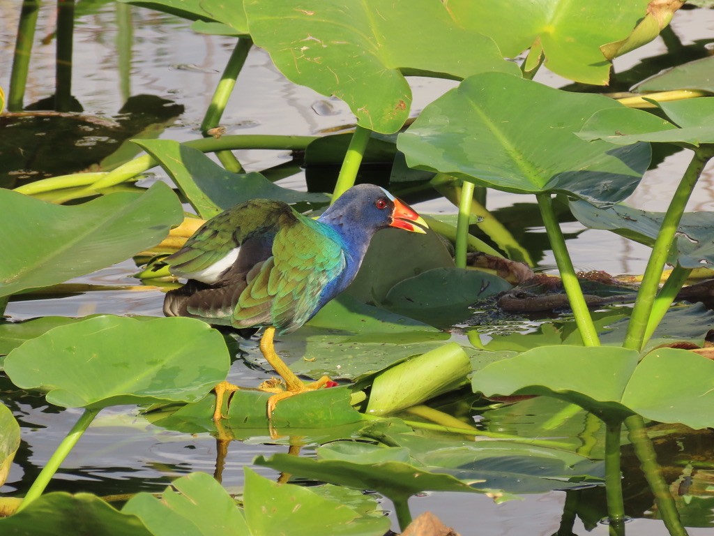 Purple Gallinule - ML628067388