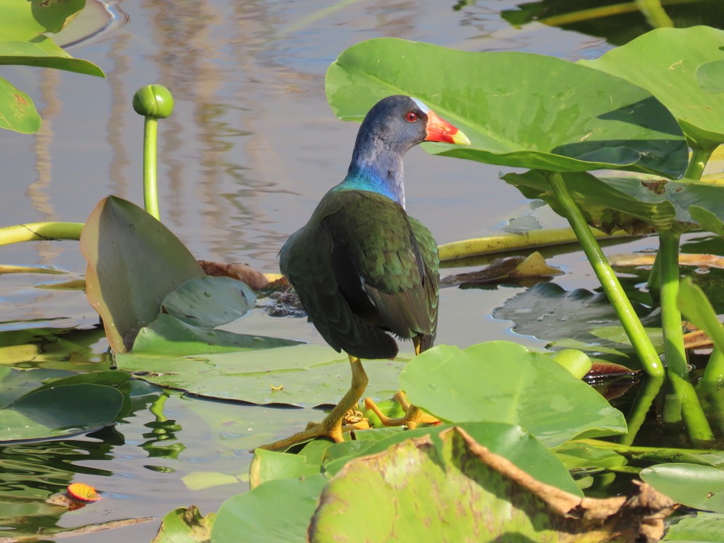 Purple Gallinule - ML628067393