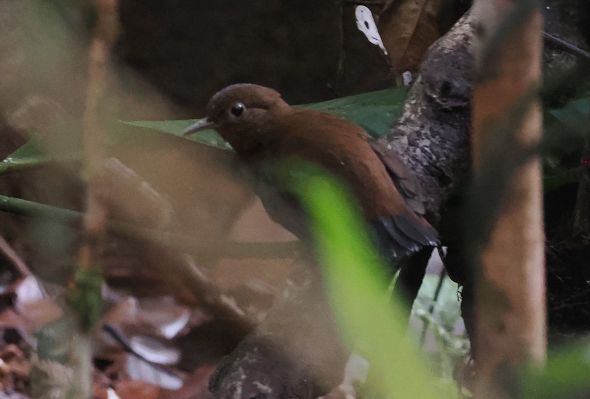 Short-billed Leaftosser - ML628067394