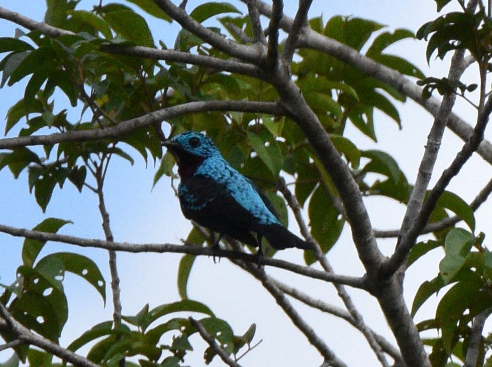 Spangled Cotinga - ML628067425