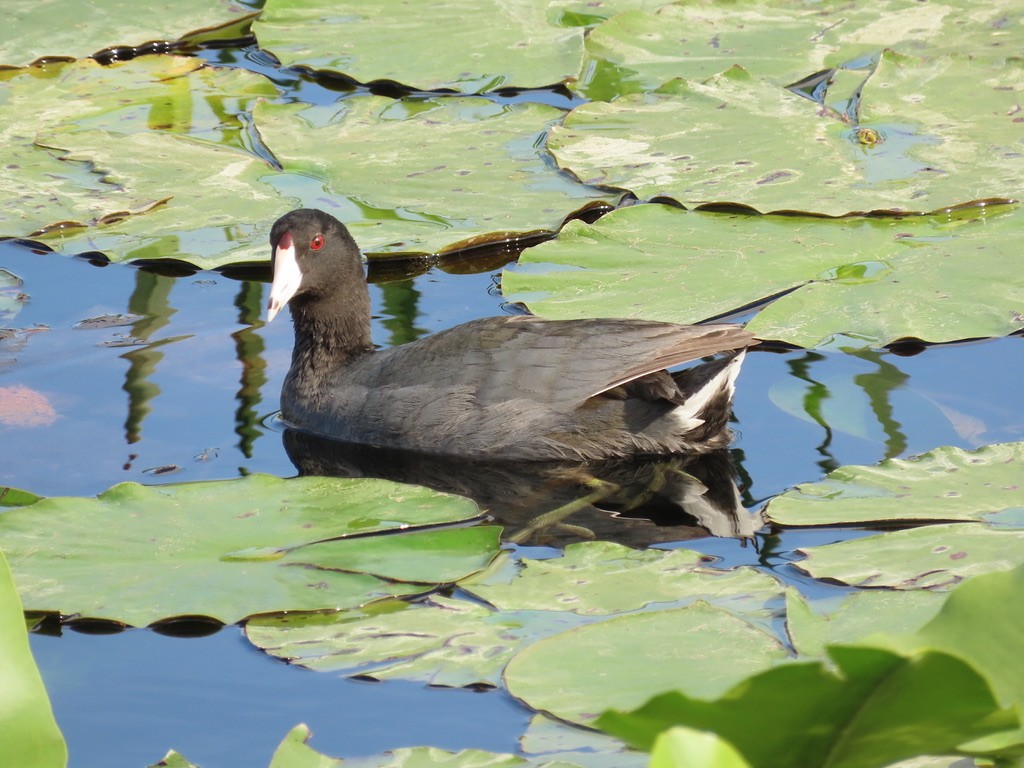 American Coot - ML628067436