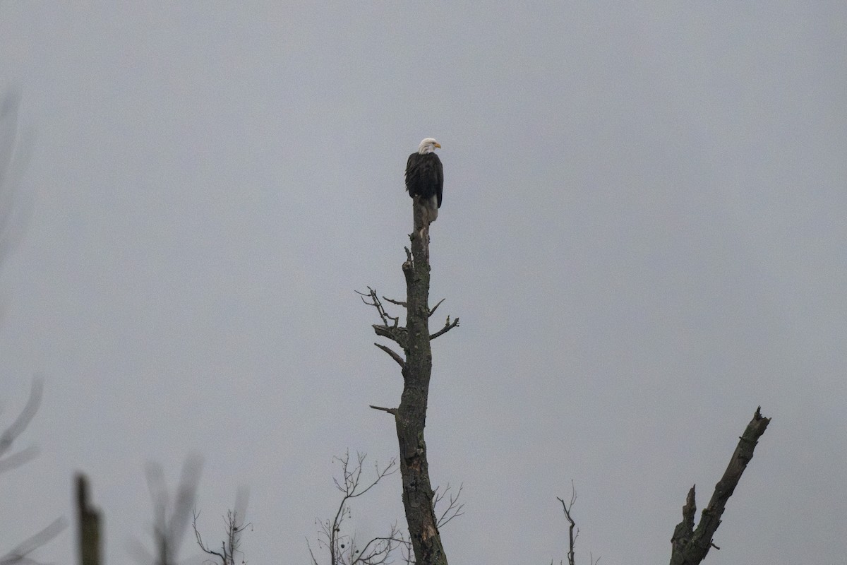 Weißkopf-Seeadler - ML628067442