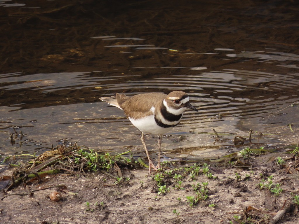 Killdeer - ML628067453