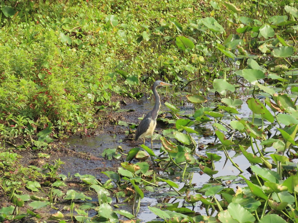 Tricolored Heron - ML628067466