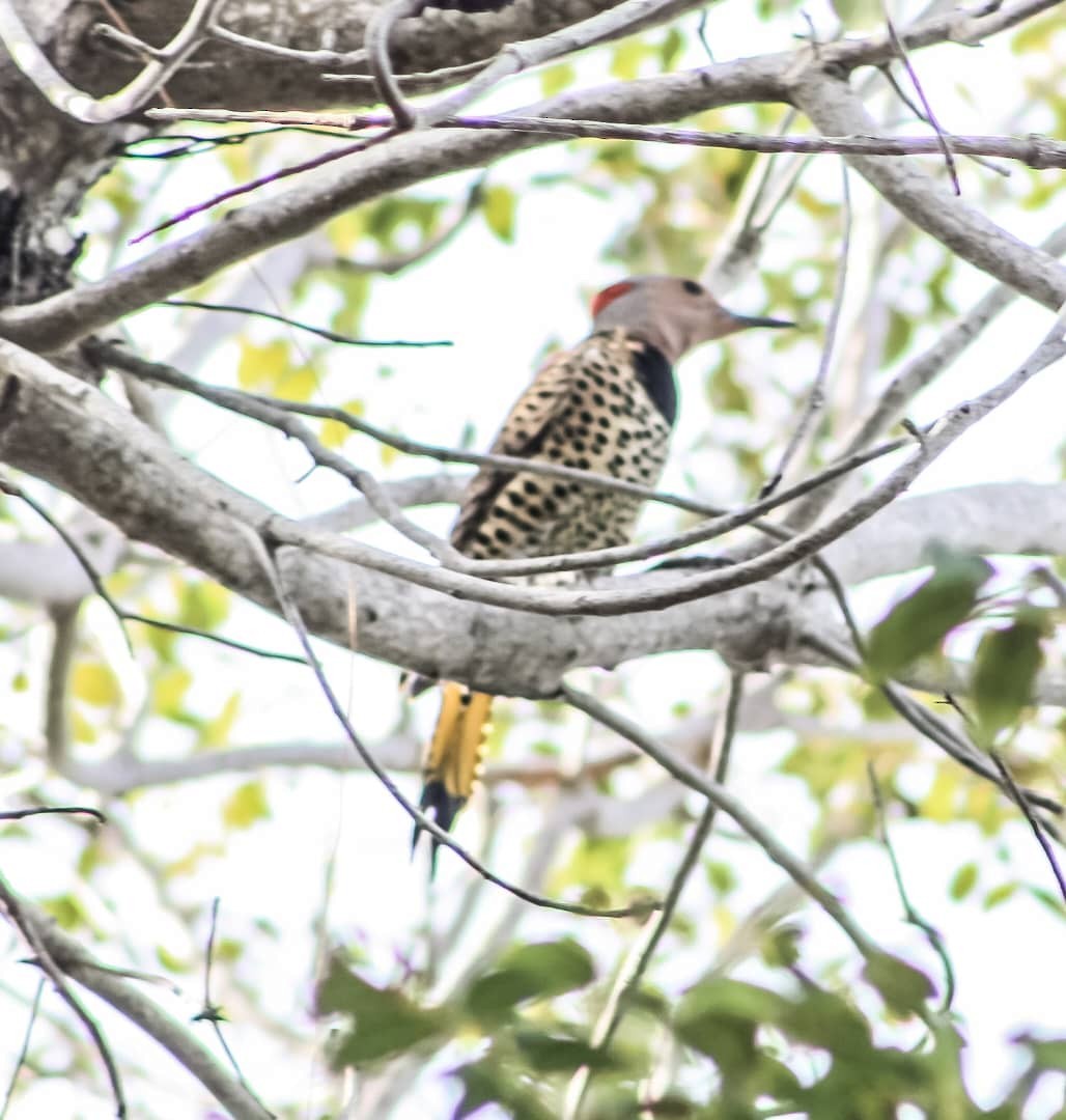 Northern Flicker - ML628067478