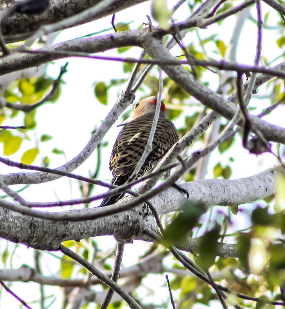 Northern Flicker - ML628067479