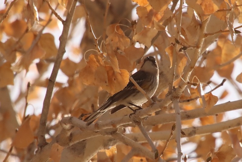 キヅタアメリカムシクイ（coronata） - ML628067492