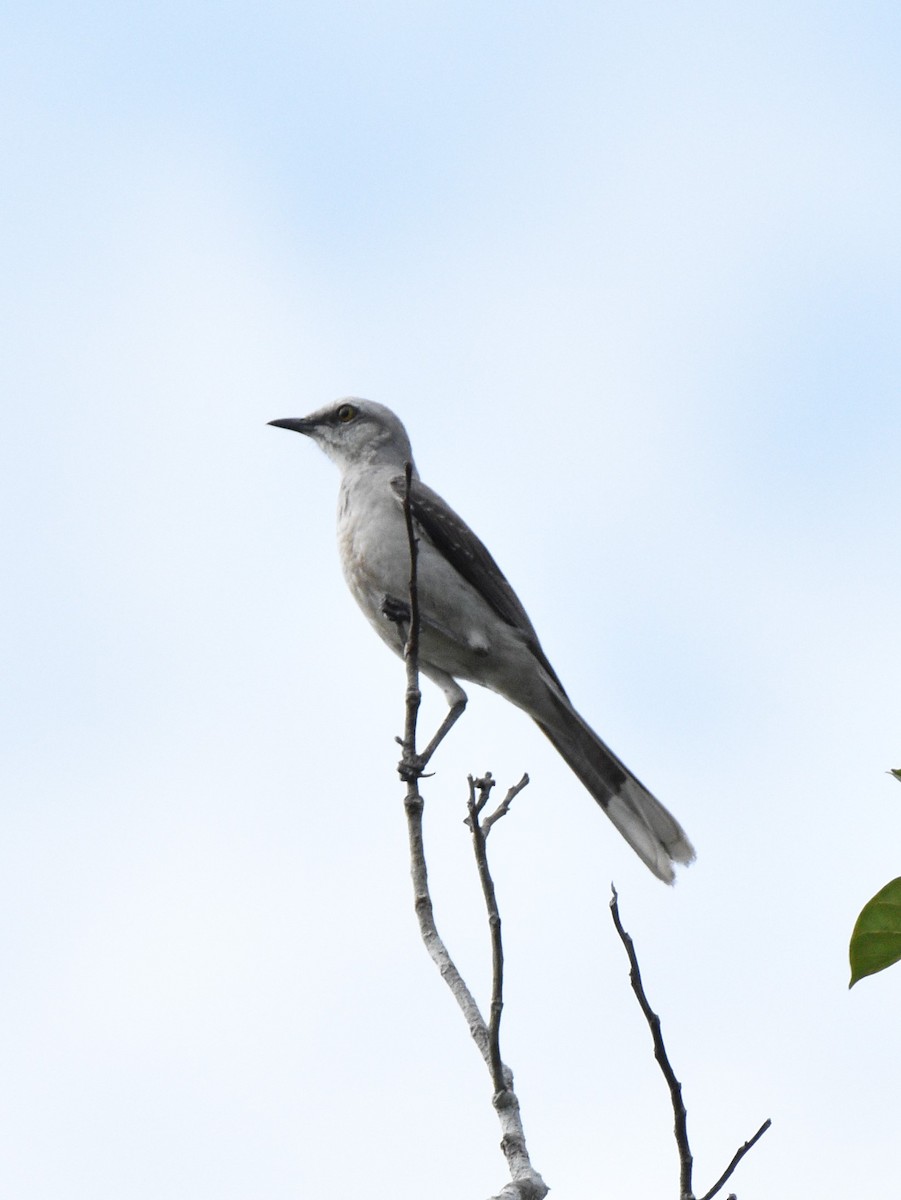 Tropical Mockingbird - ML628067514