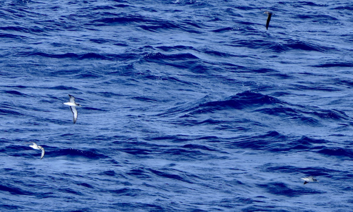 Cory's/Scopoli's Shearwater - ML628067556