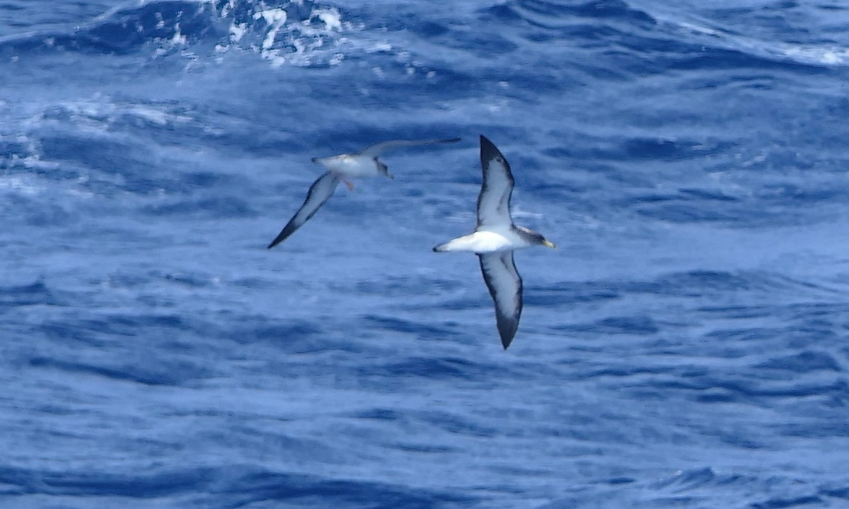 Cory's/Scopoli's Shearwater - ML628067561