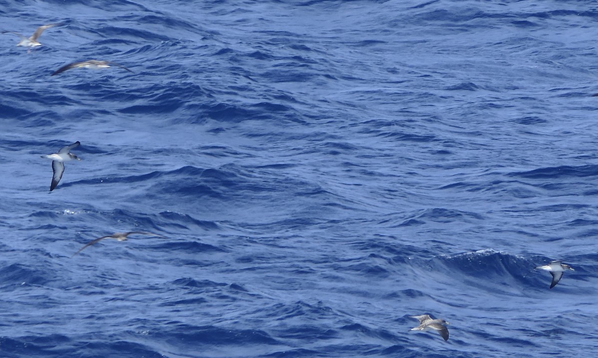 Cory's/Scopoli's Shearwater - ML628067565