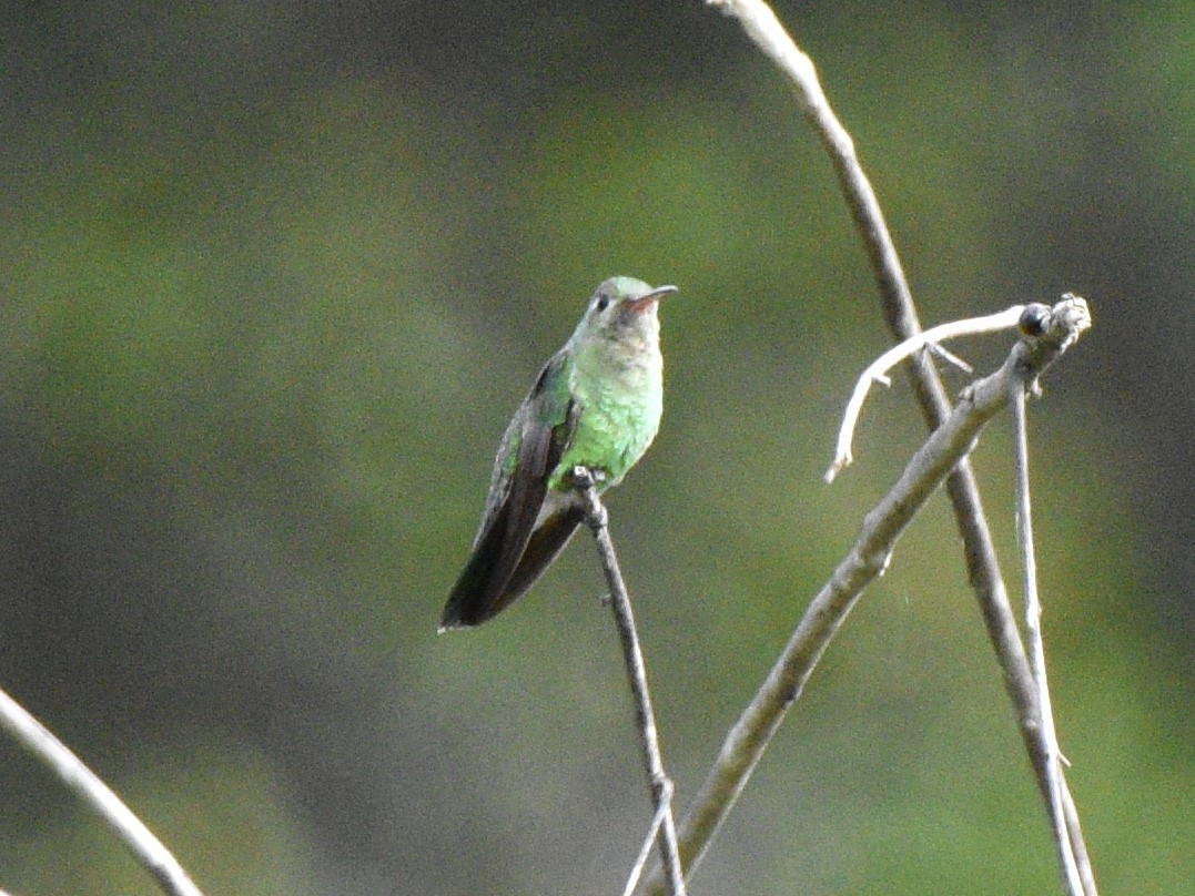 Green-tailed Goldenthroat - ML628067583