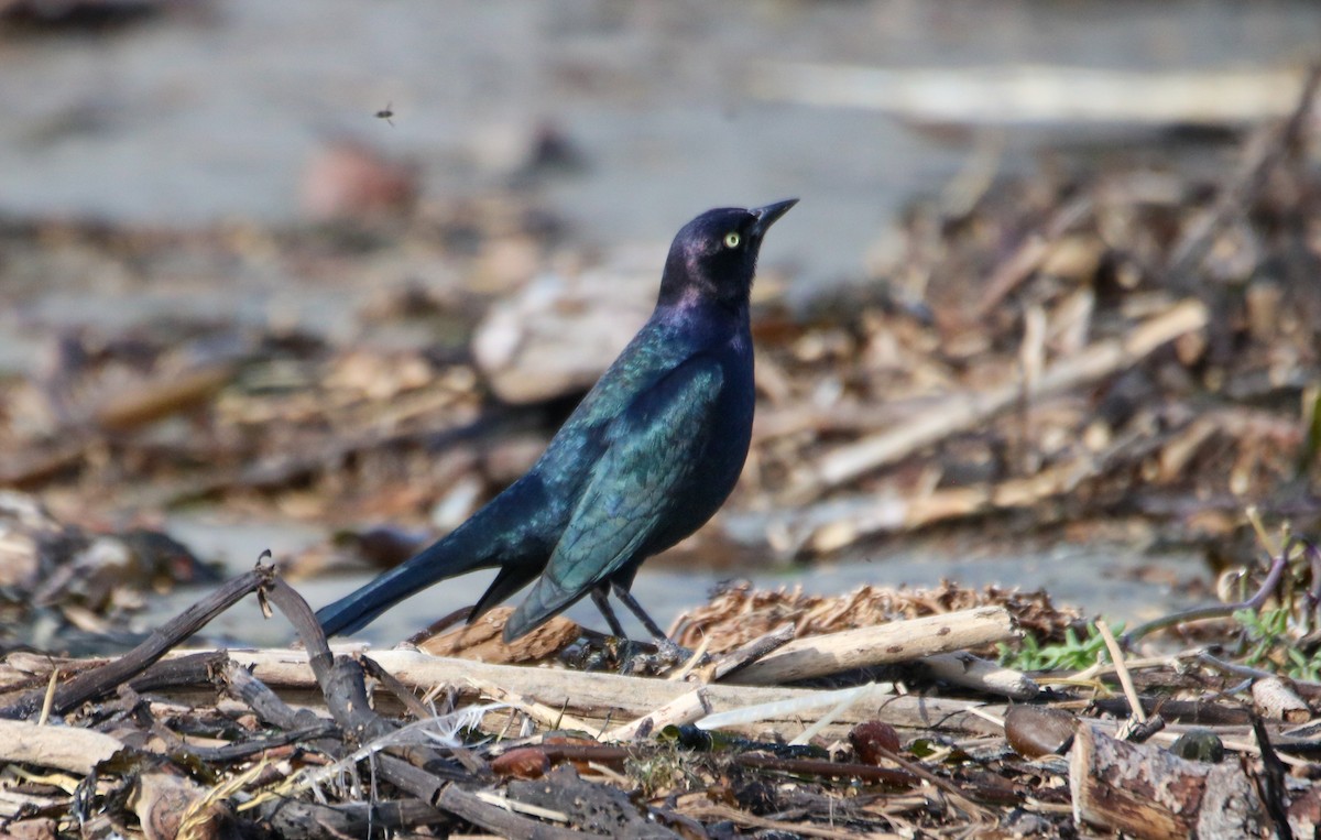 Brewer's Blackbird - ML628067610