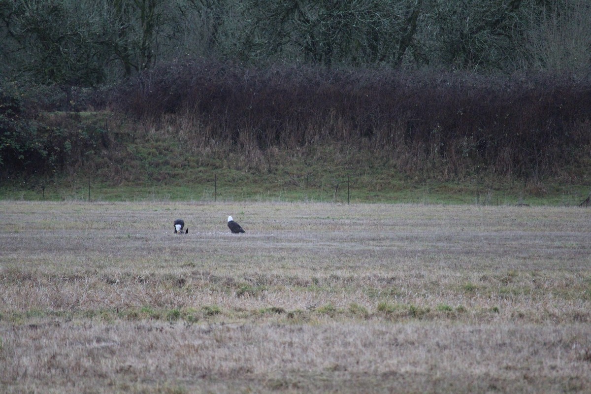 Weißkopf-Seeadler - ML628067635