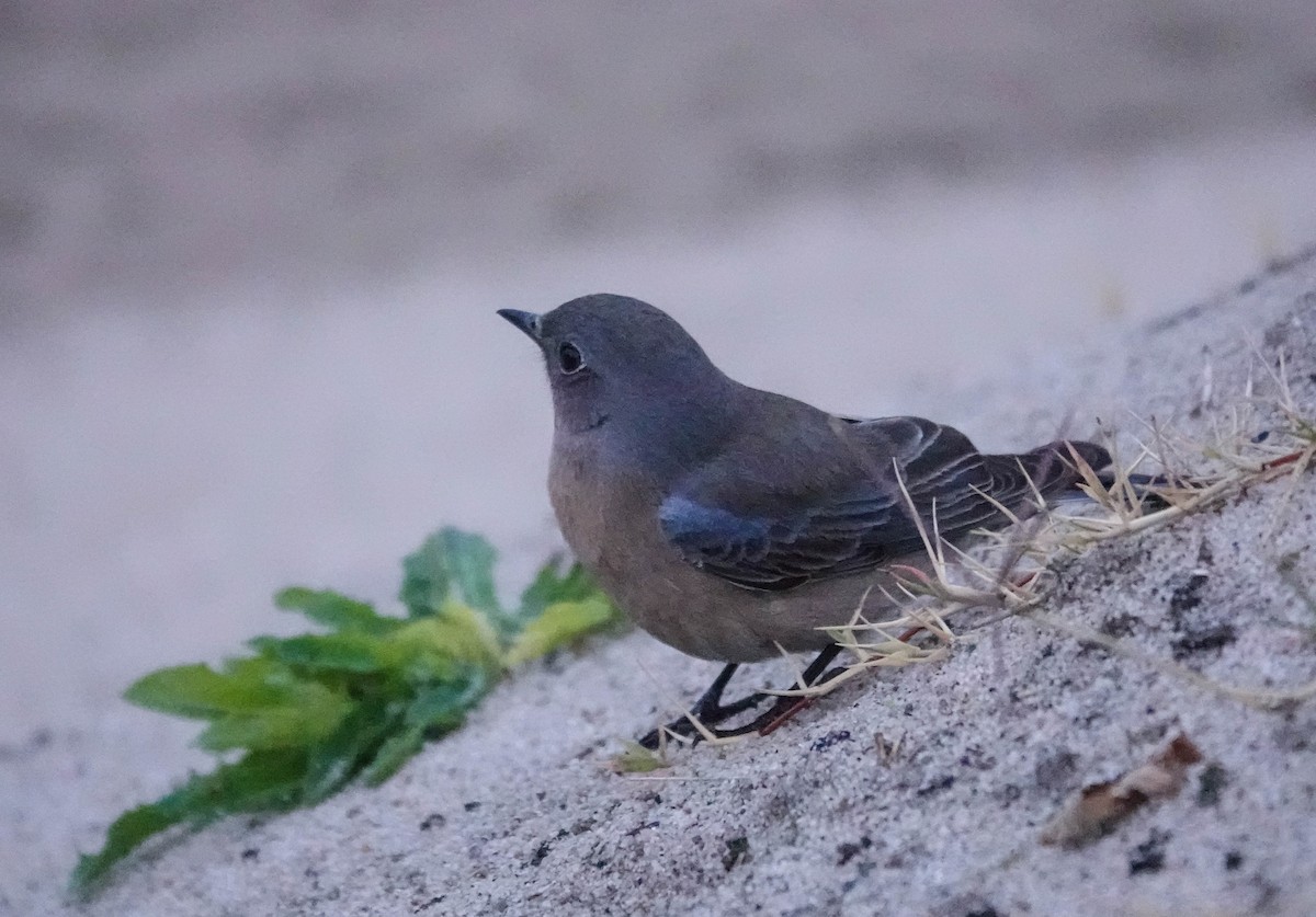 Western Bluebird - ML628067636