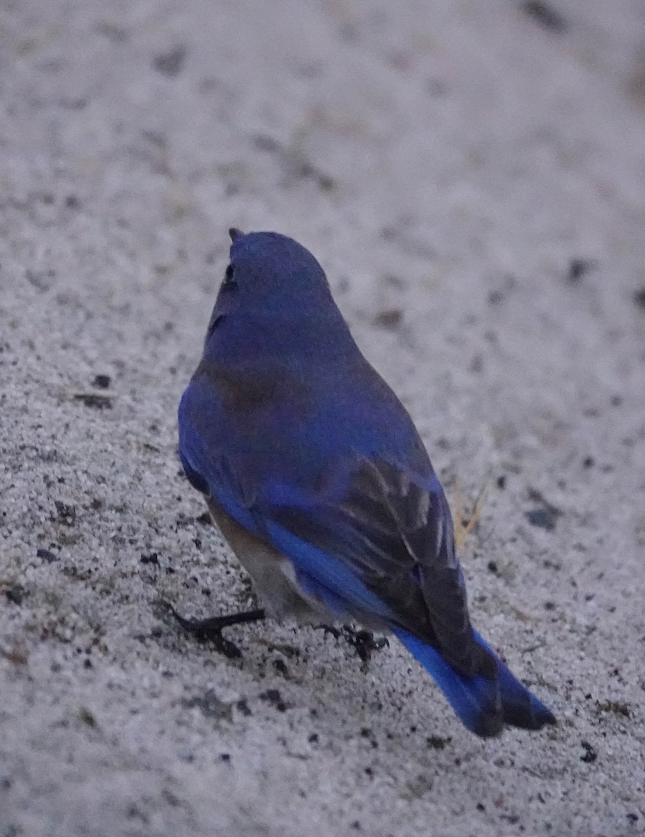 Western Bluebird - ML628067639