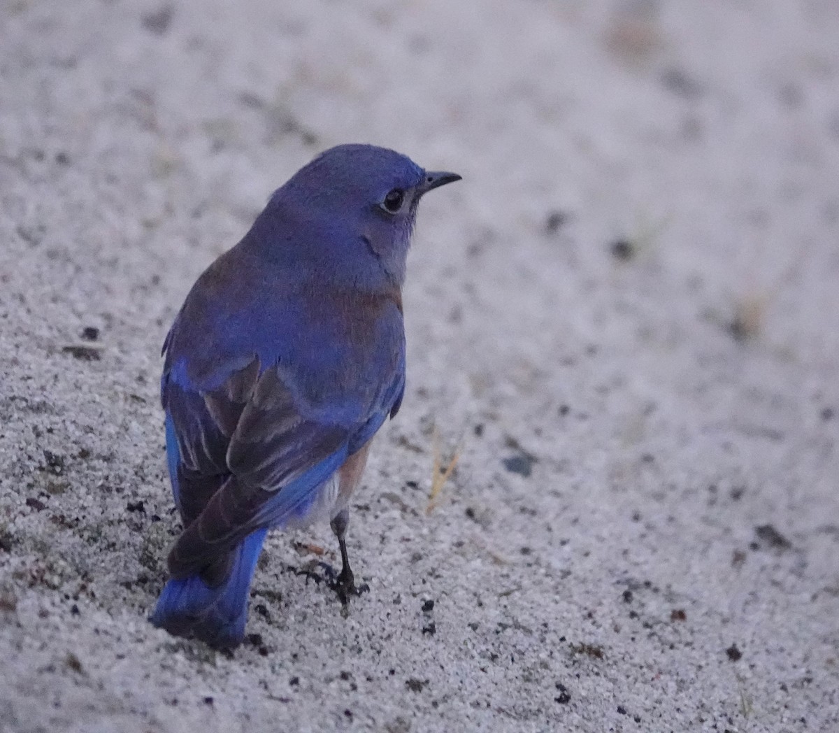 Western Bluebird - ML628067640