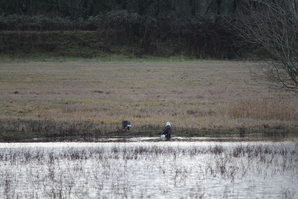 Weißkopf-Seeadler - ML628067641