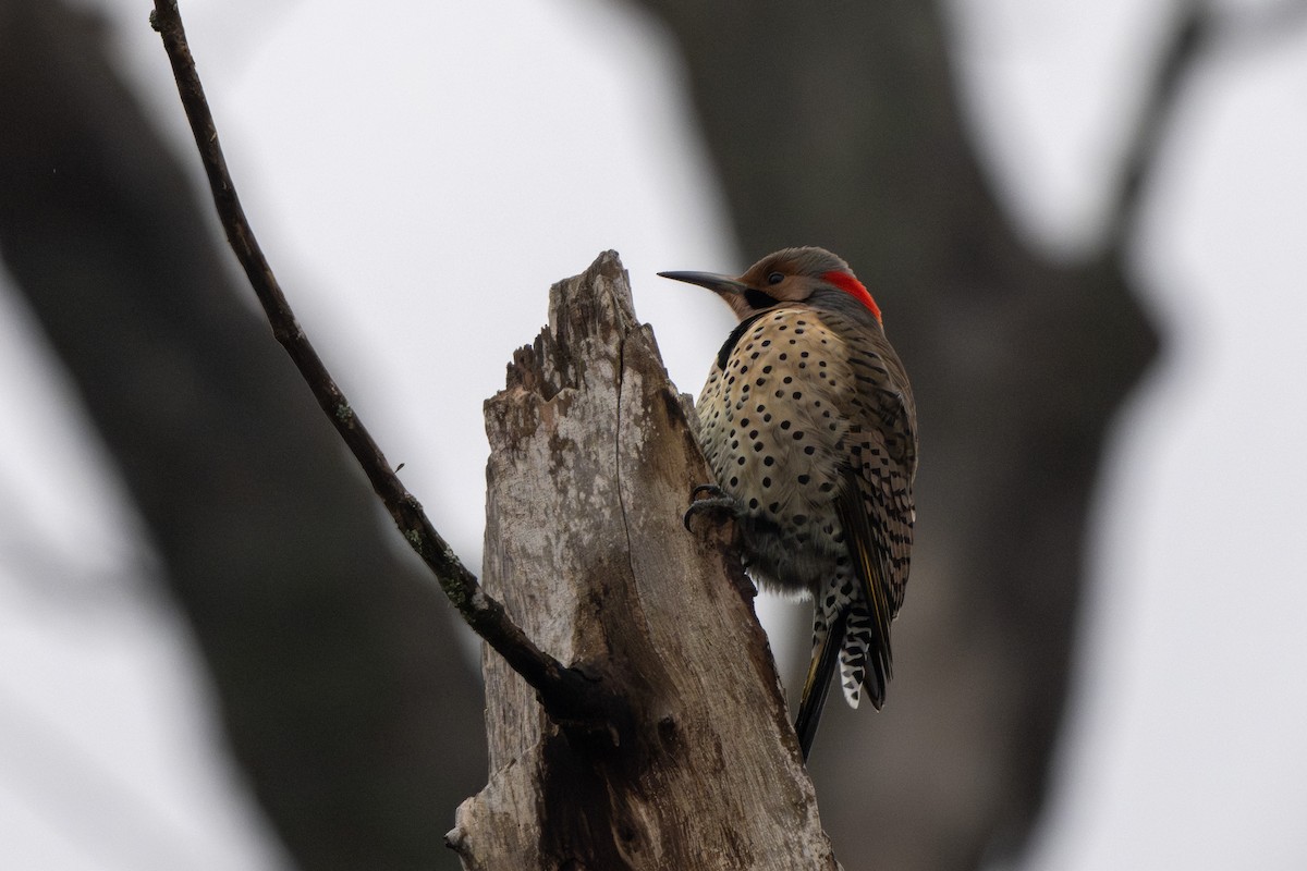 Northern Flicker - ML628067674