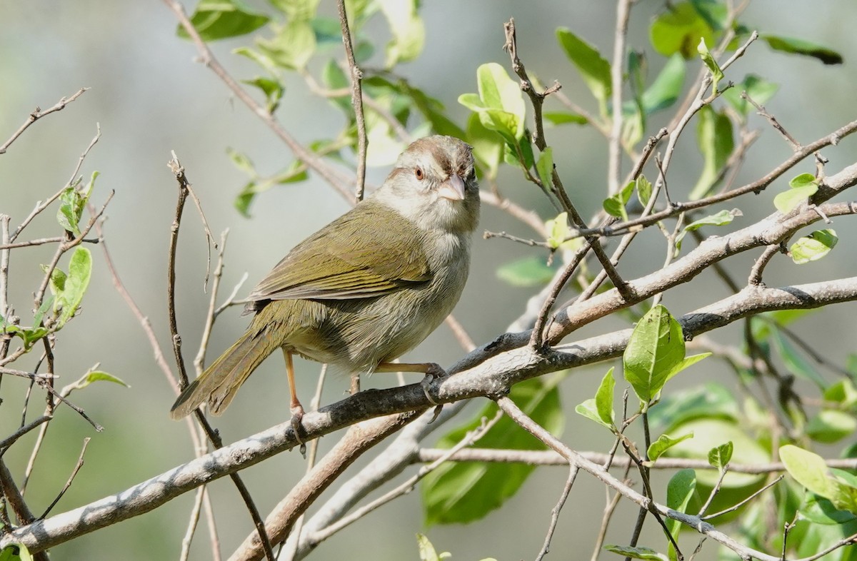 Olive Sparrow - ML628067675