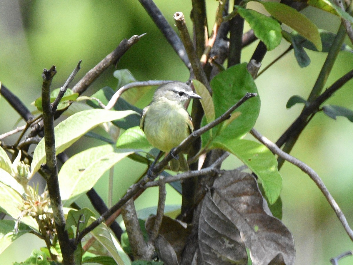 White-lored Tyrannulet - ML628067702