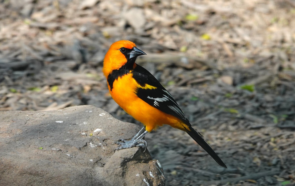 Altamira Oriole - ML628067729