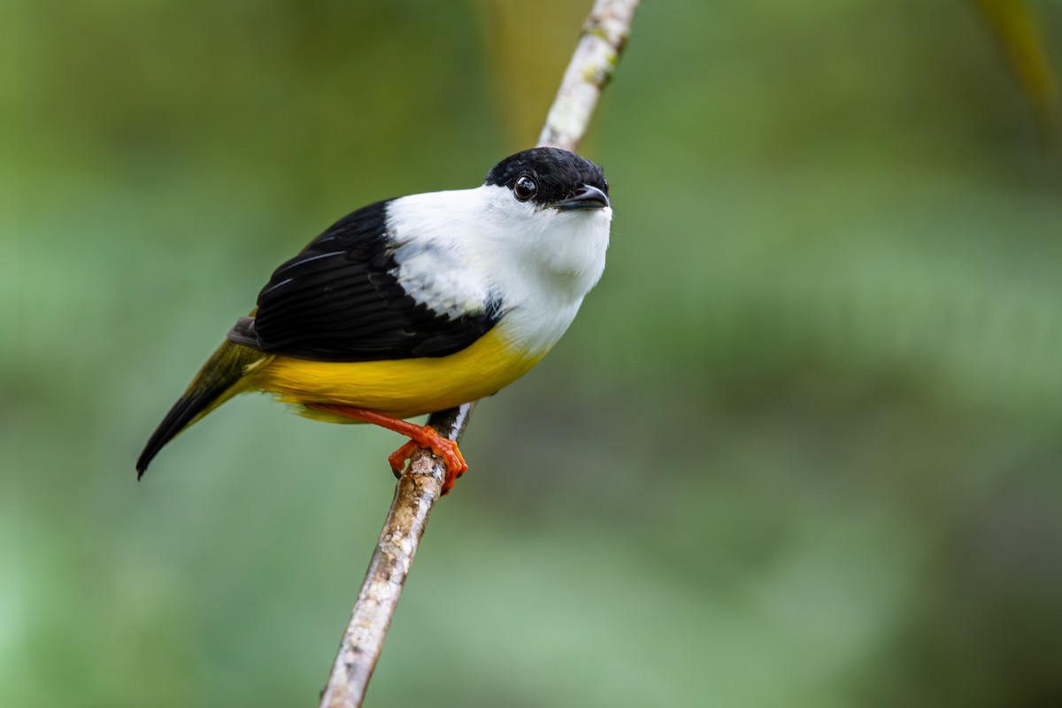 White-collared Manakin - ML628067735