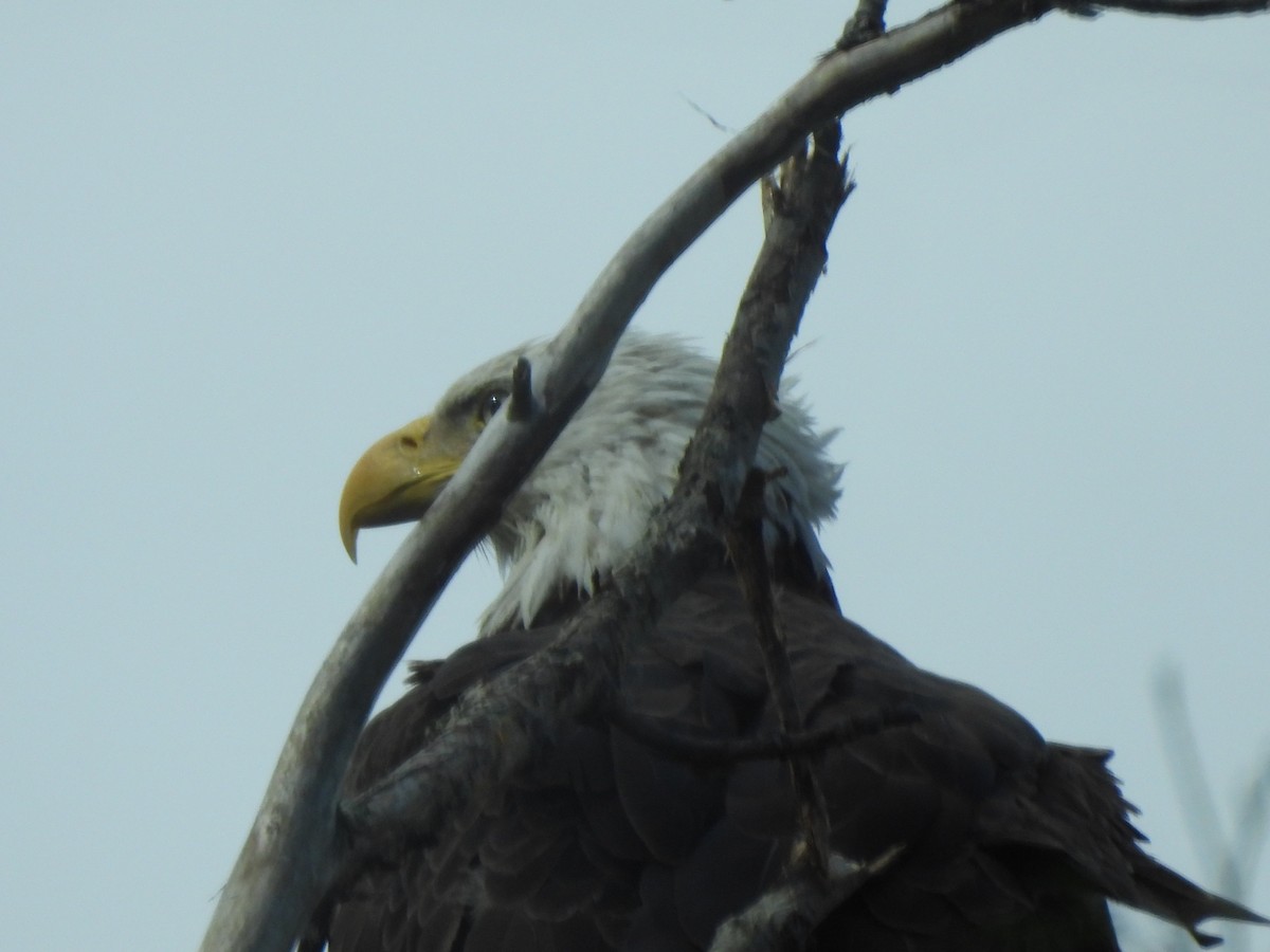 Weißkopf-Seeadler - ML628067807